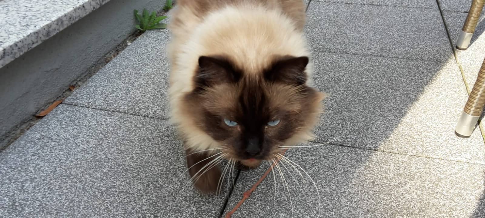 Kater Henry wird in Solingen vermisst