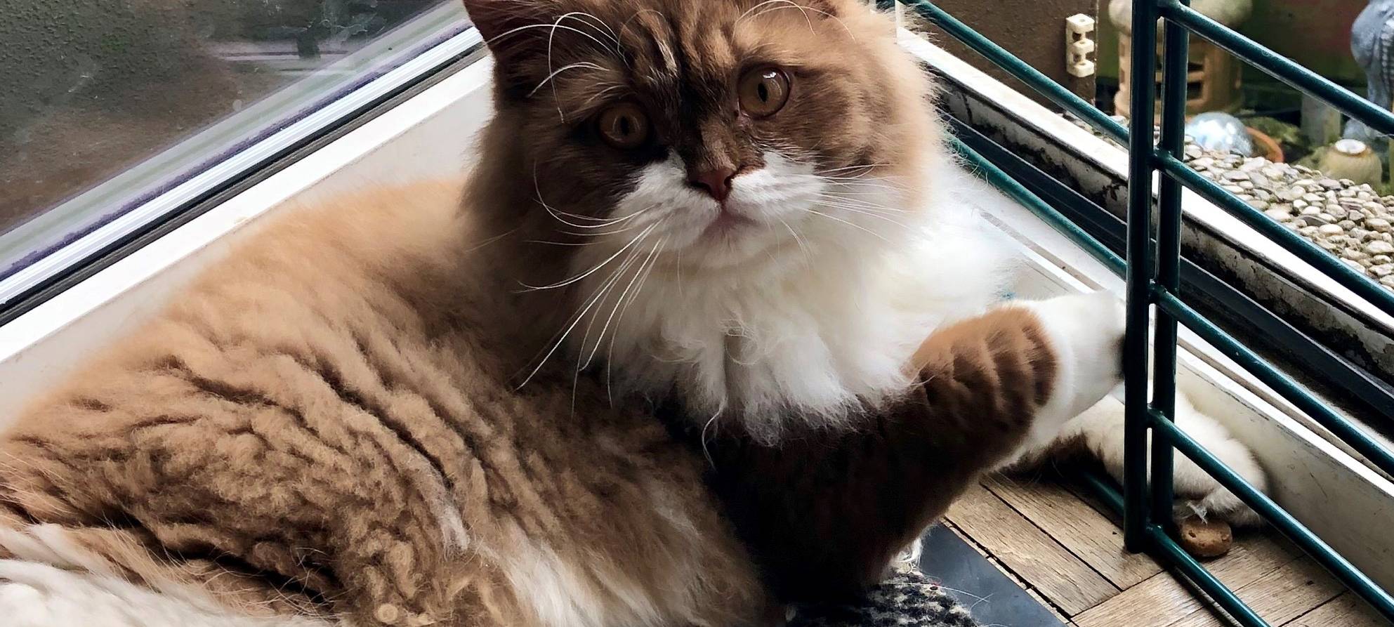 Kater Toto wird in Solingen vermisst