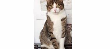 Kater Amopi in Solingen gesucht