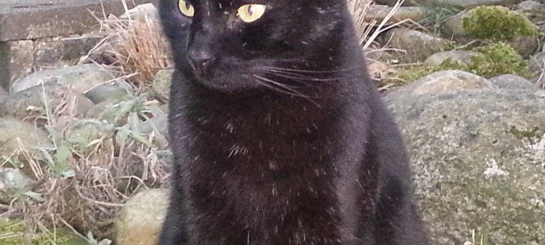 Kater Morris in Remscheid Lüttringhausen vermisst