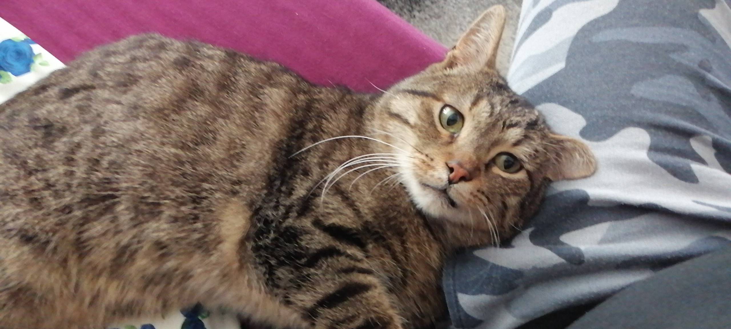 Kater Akiro in Solingen vermisst