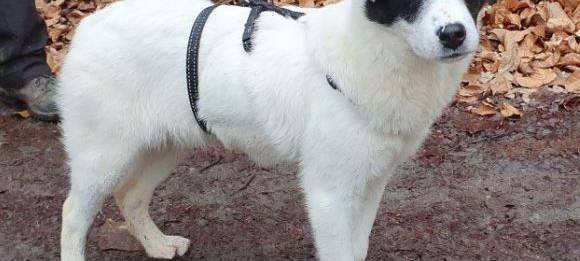 CDU Remscheid will mehr städtische Hilfe für Tierheim