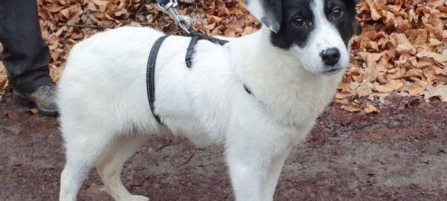 Tierheime leiden unter Corona-Pandemie
