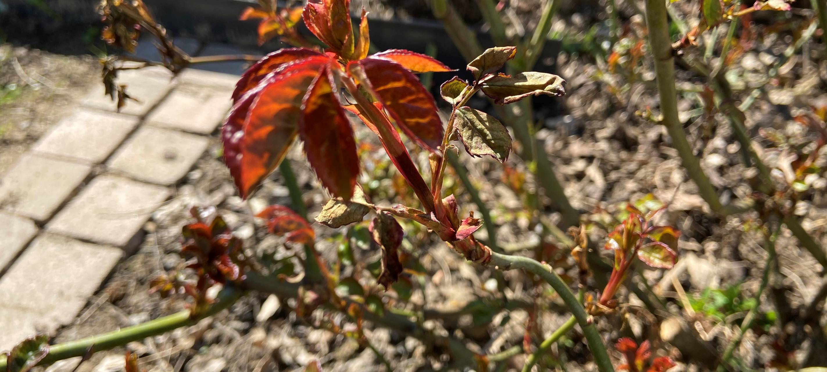 Frostschäden in Claras Garten