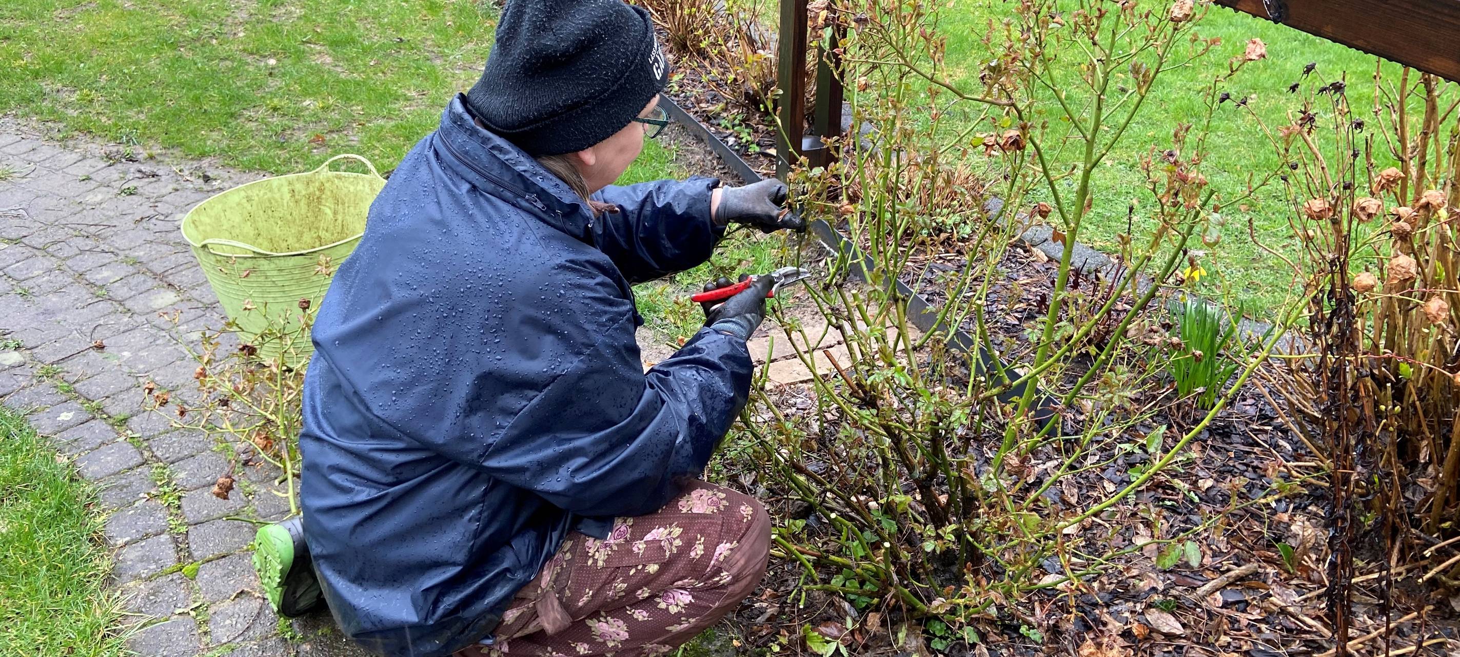 Garten-Expertin gibt Tipps für Gehölzschnitt von Ziersträuchern und Rosen