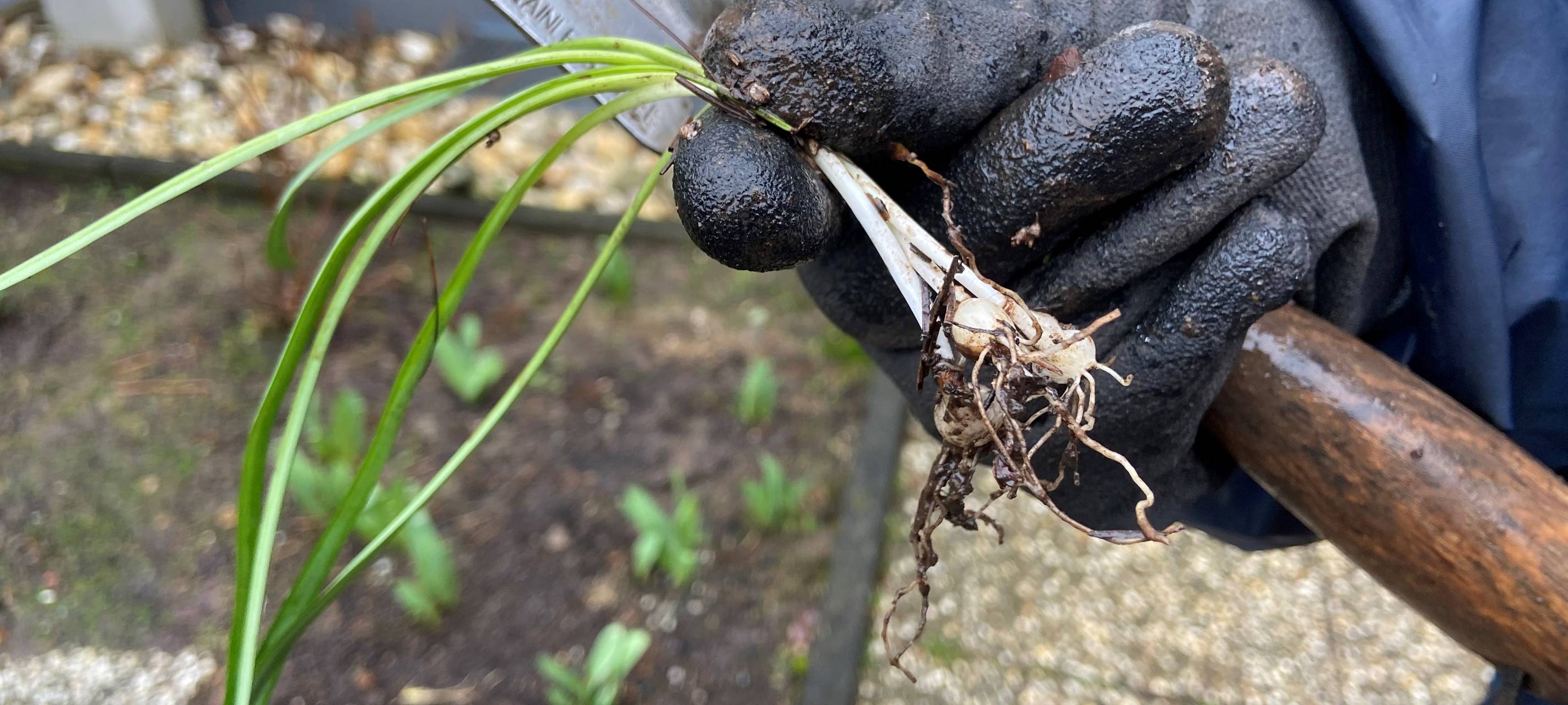 Schneeglöckchen teilen