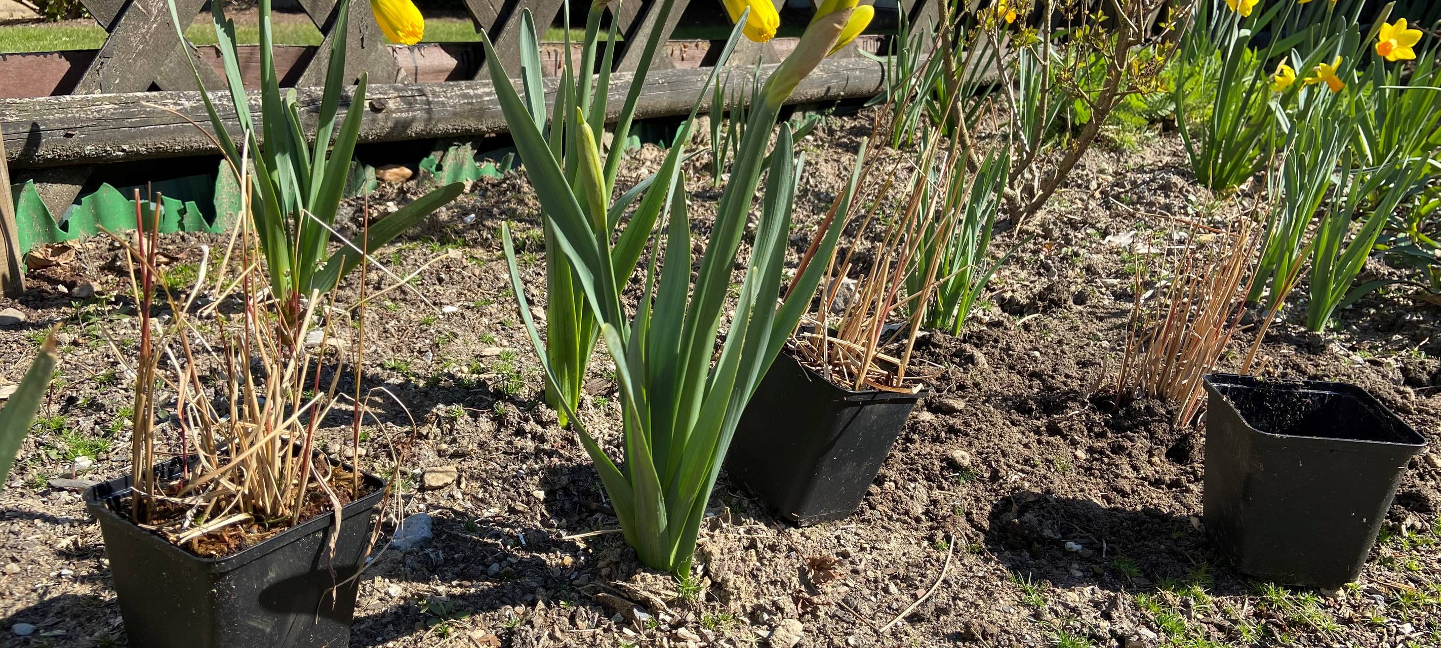 Stauden pflanzen im Frühjahr