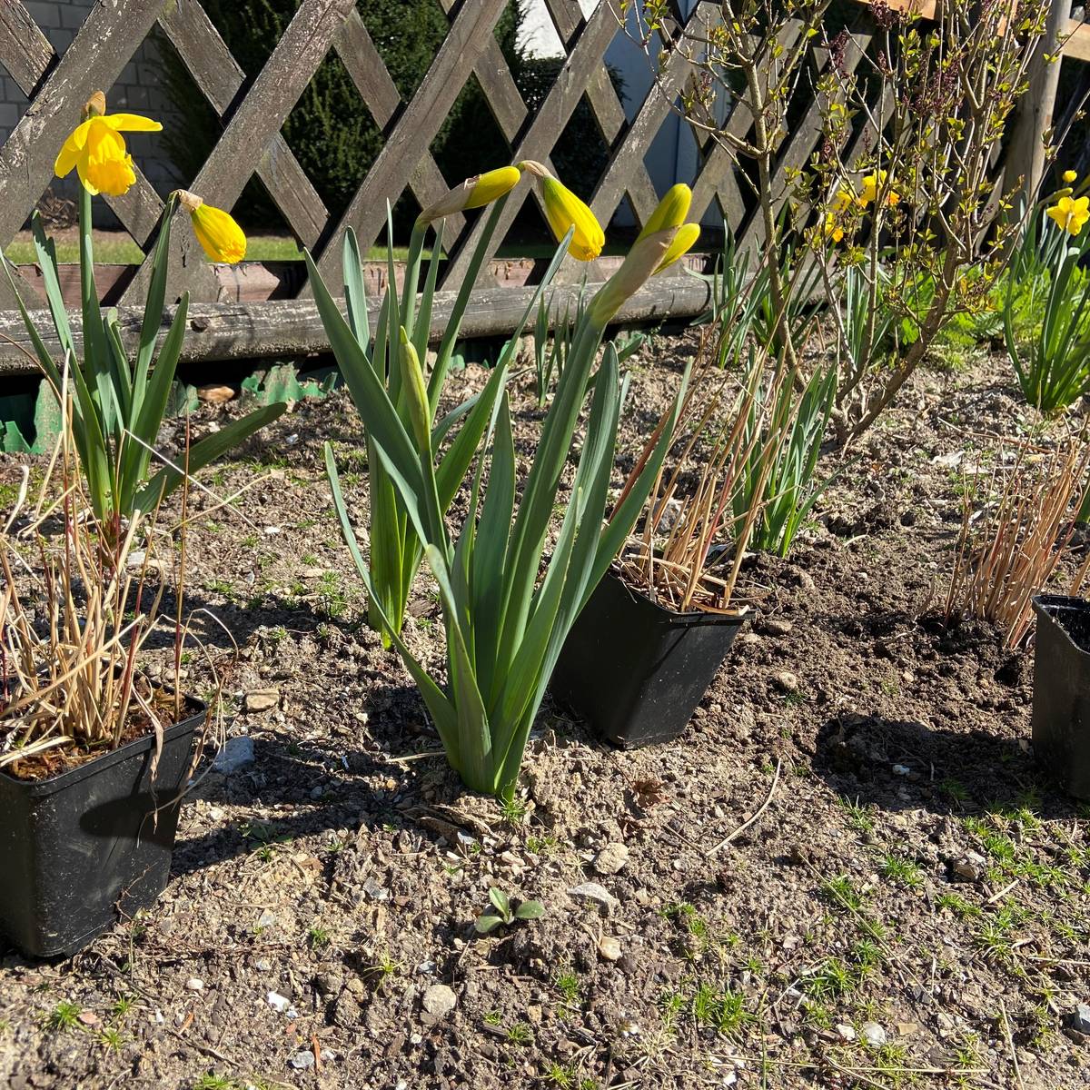 Stauden pflanzen im Frühjahr - Radio RSG