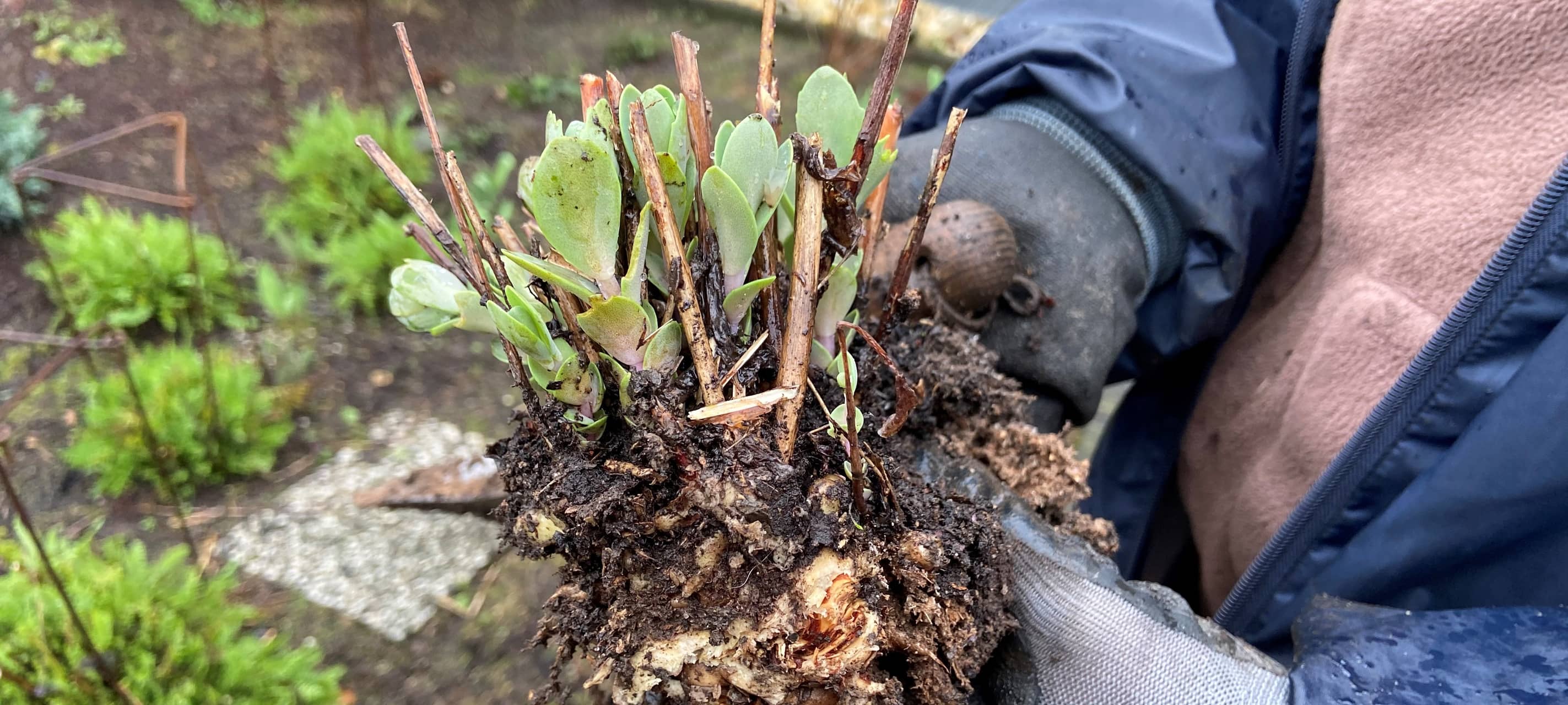 Eure Fragen an die Garten-Expertin