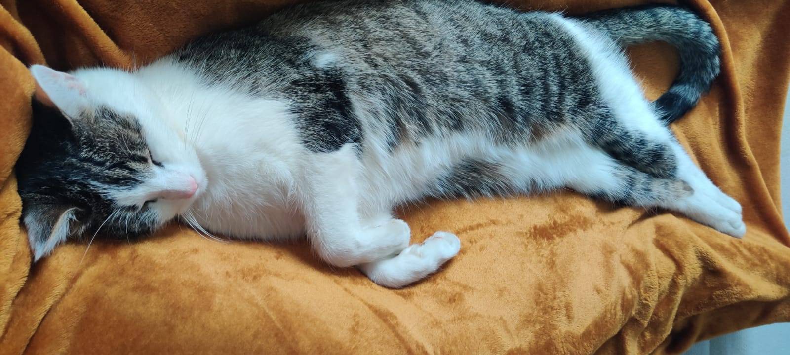 Kater Boo in Remscheid vermisst