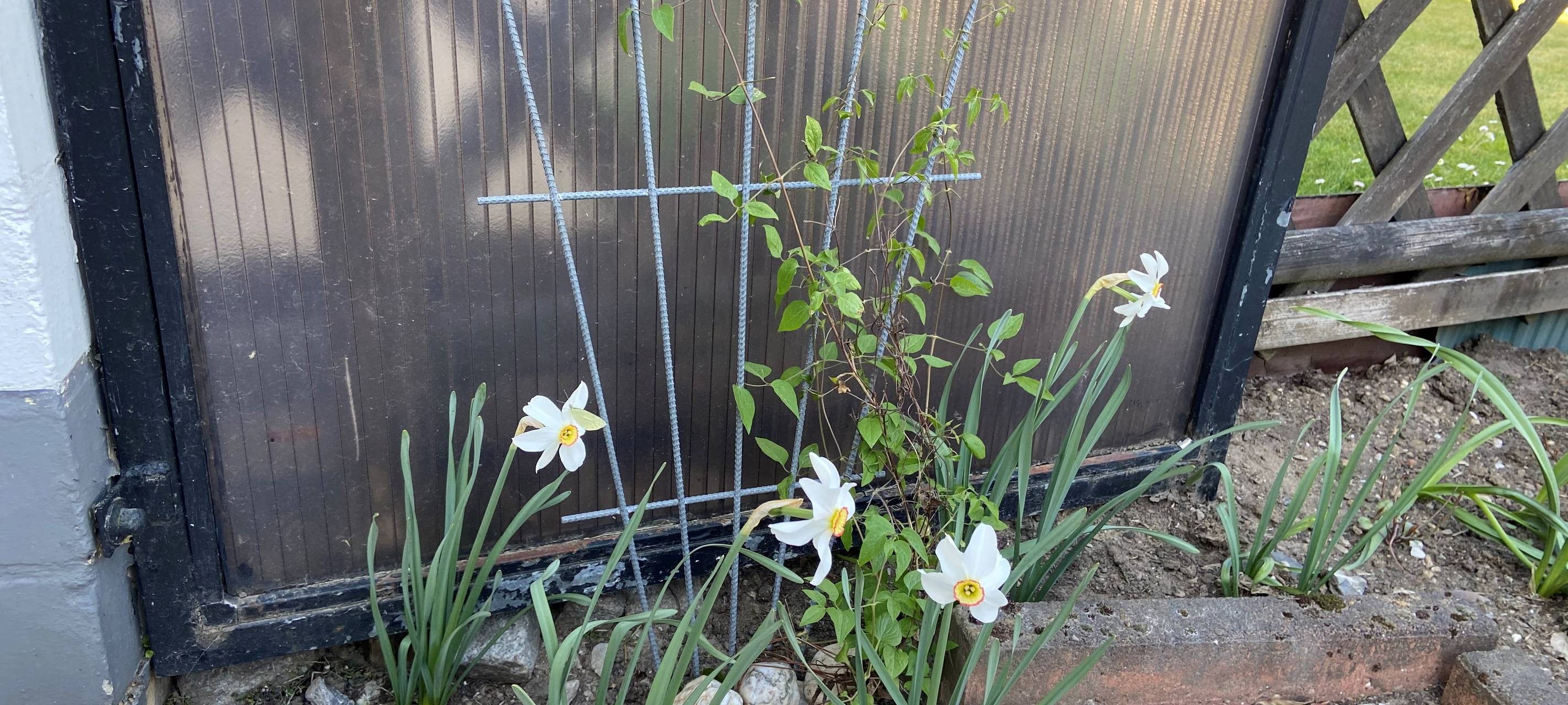 Clematis pflanzen