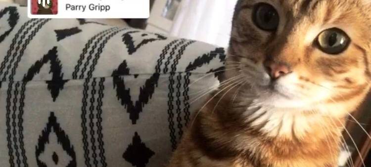 Katze Yumi ist weg