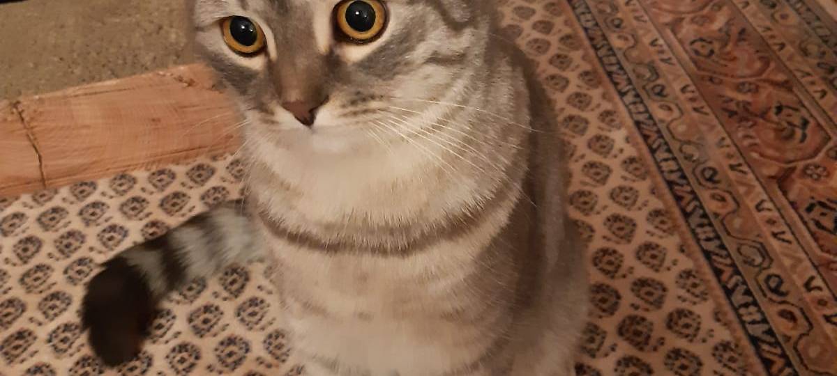 Kater in Solingen vermisst