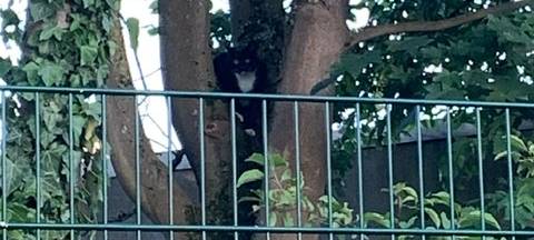 Katze in Aufderhöhe gefunden