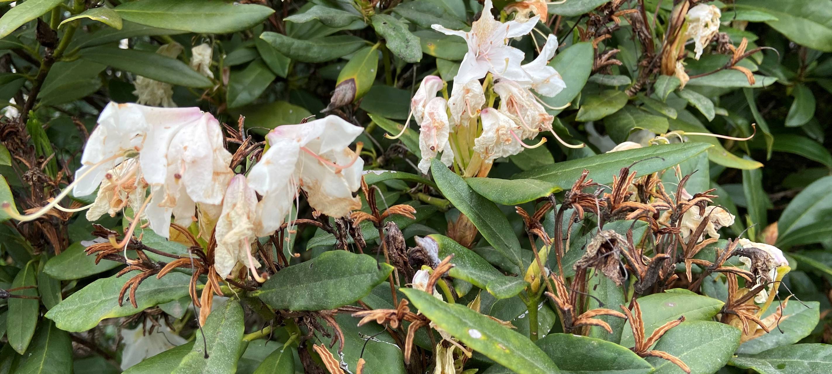 Rhododendron - verblühte Blüten und Schädlingen