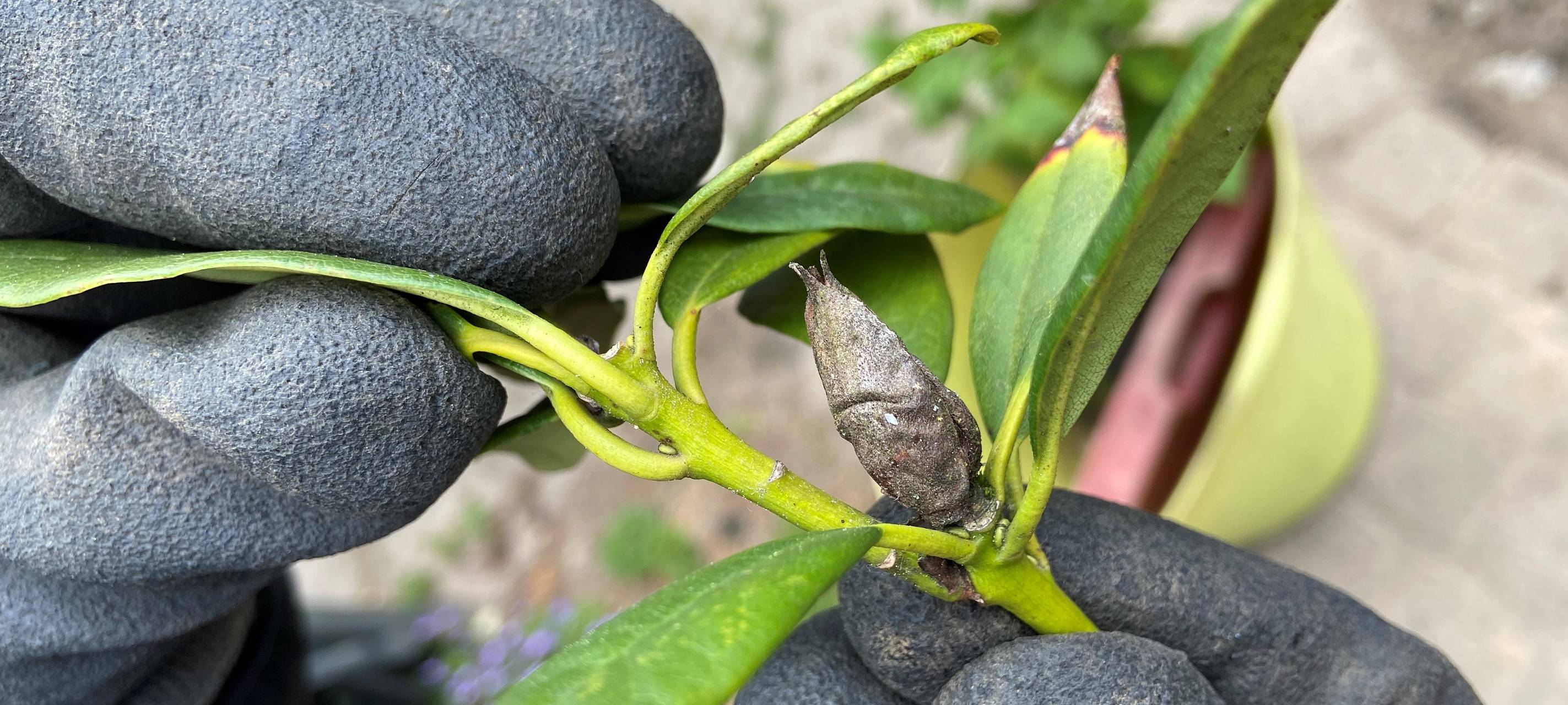 Rhododendron - verblühte Blüten und Schädlingen
