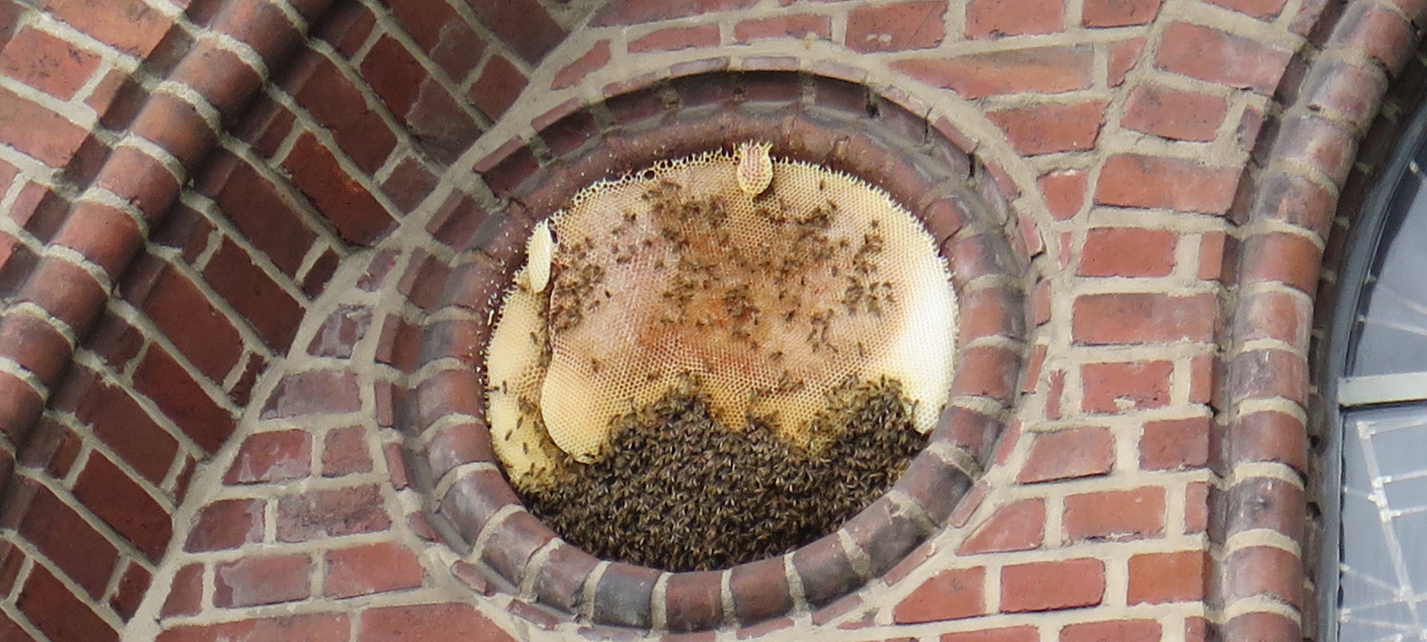 Bienen bevölkern Kirche St. Suitbertus