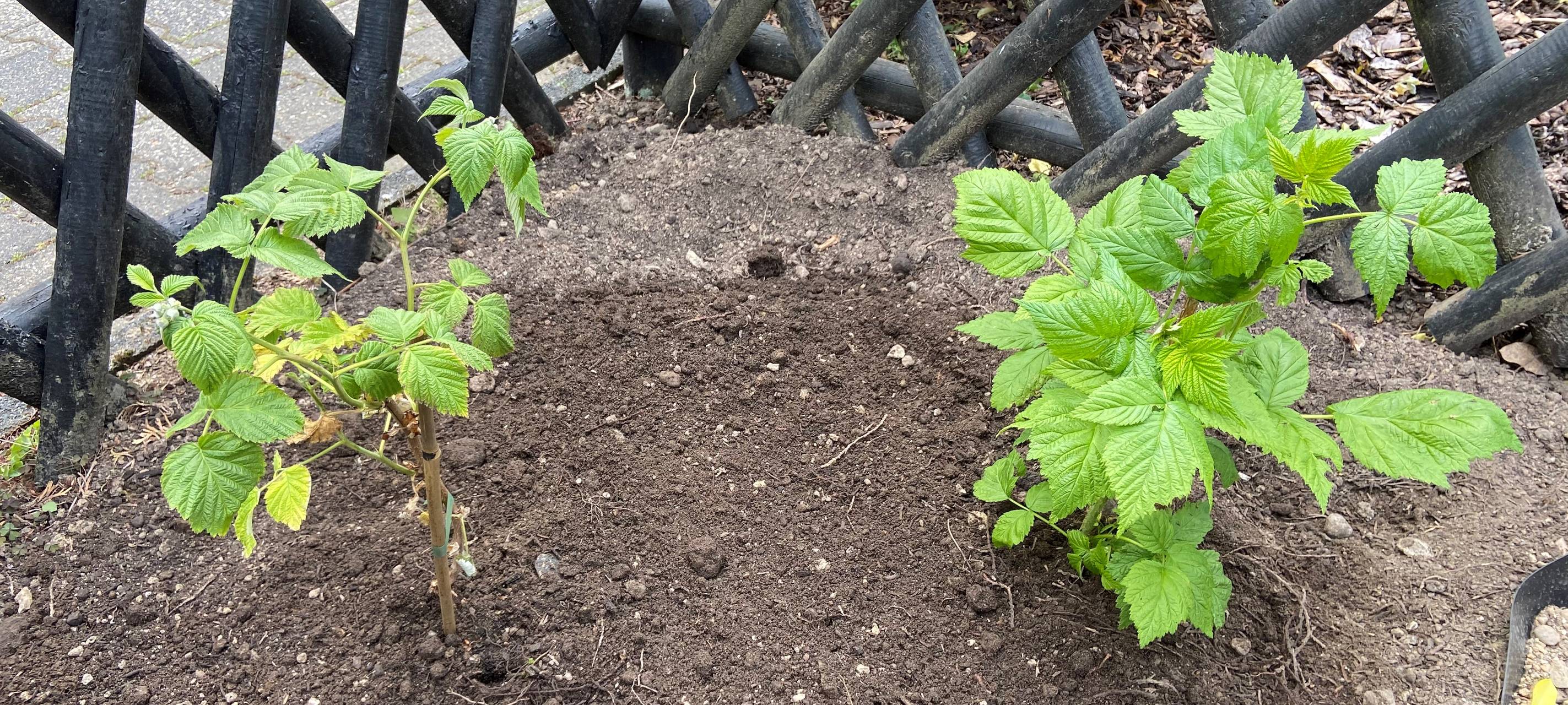 Himbeeren pflanzen