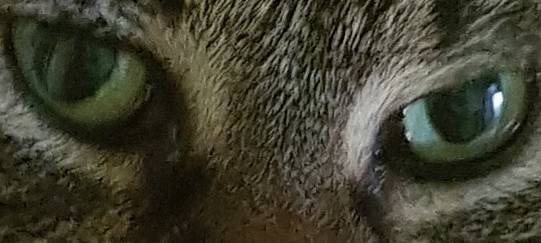 Katze in Solingen vermisst