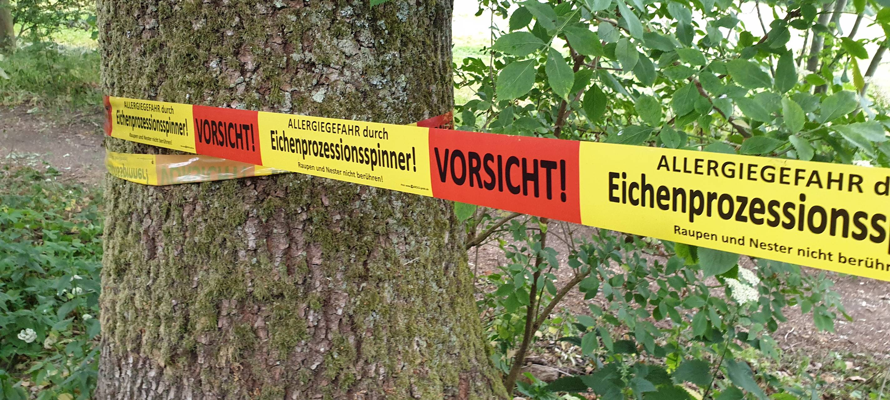 Kampf gegen Eichenprozessionsspinner