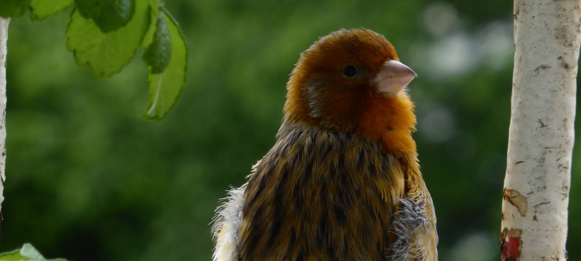 Kanarienvogel zugeflogen