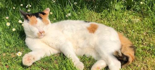 Katze Betty in Wermelskirchen entlaufen