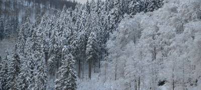 Polizei warnt vor Spaziergängen im Wald