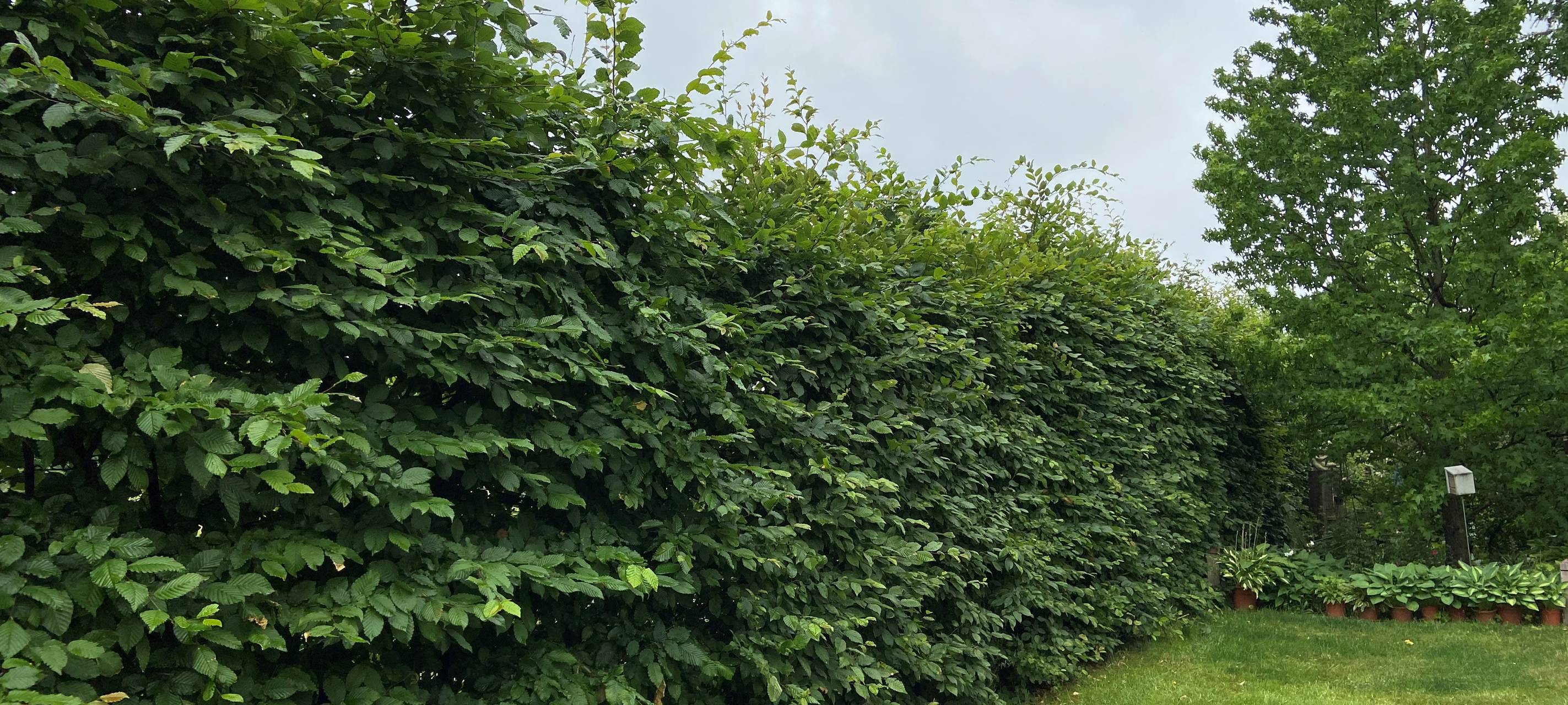 SG: Rückschnitt von Pflanzen zur Sicherung der Verkehrswege