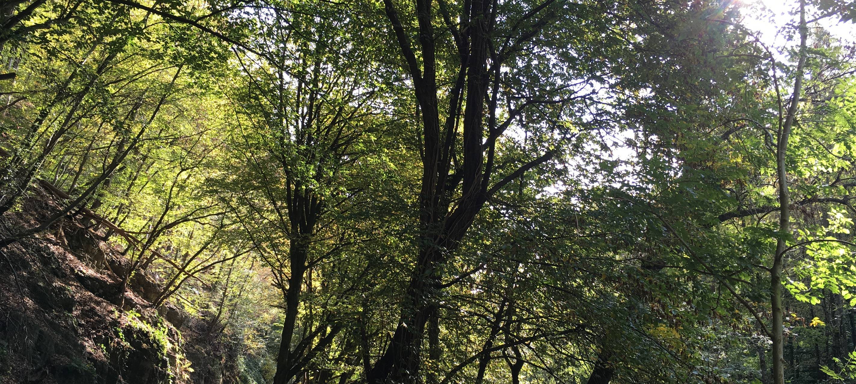 Abriss der Strohner Brücke startet