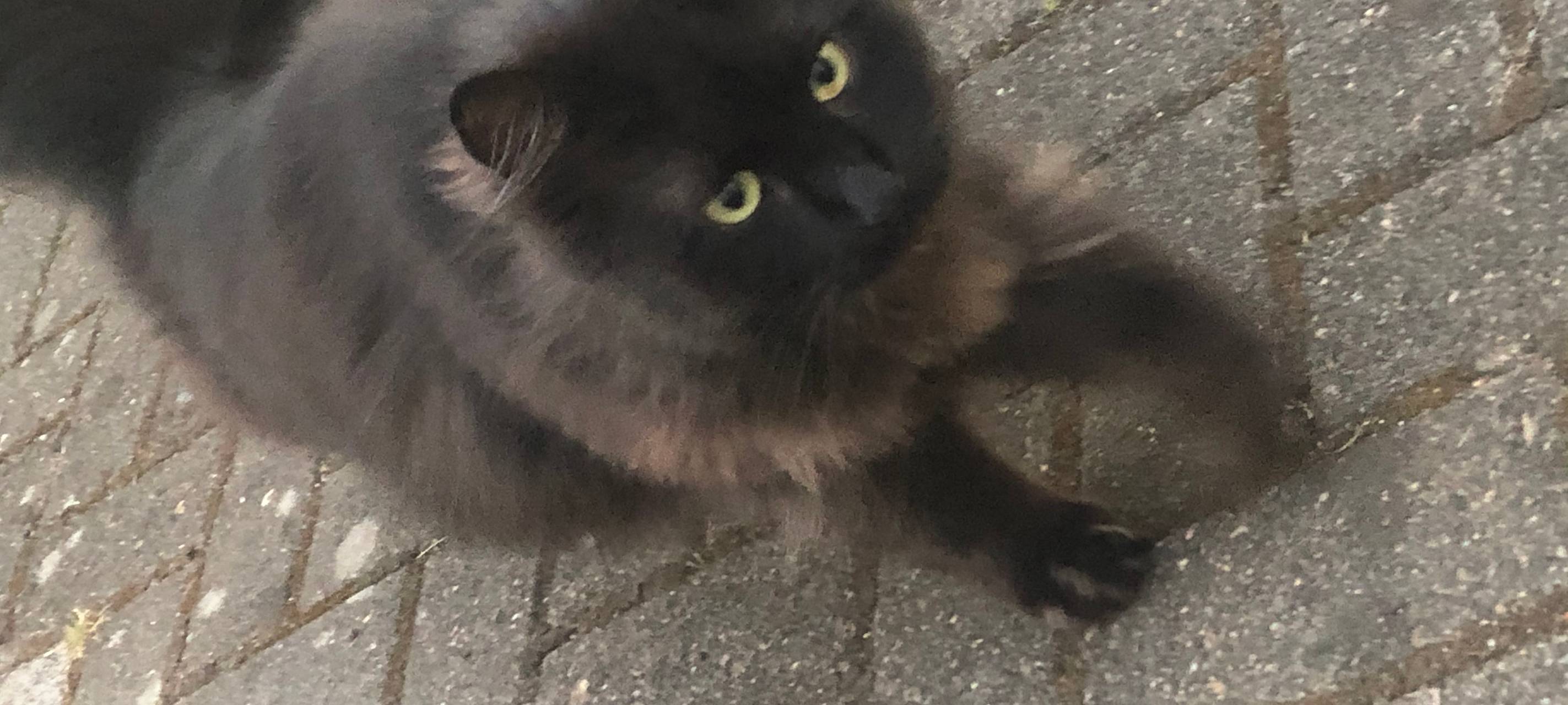 Herrenlose Katze in Solingen Wald