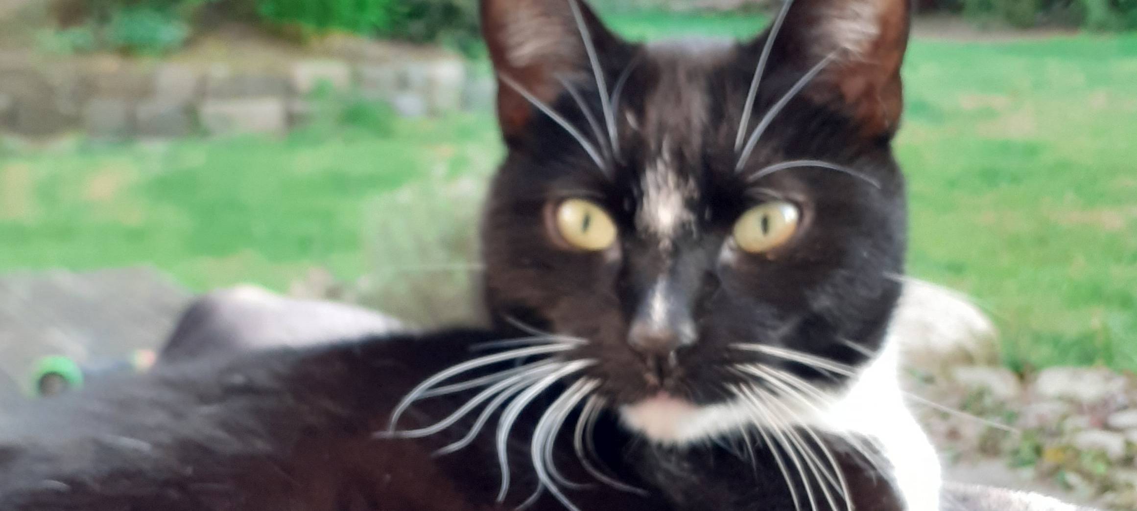 Tierischer Besucher wird vermisst