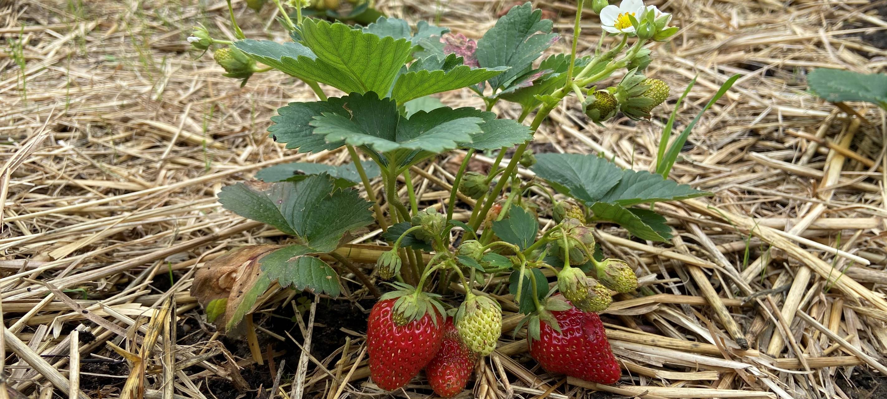 Erdbeer-Saison in Remscheid und Solingen beginnt bald
