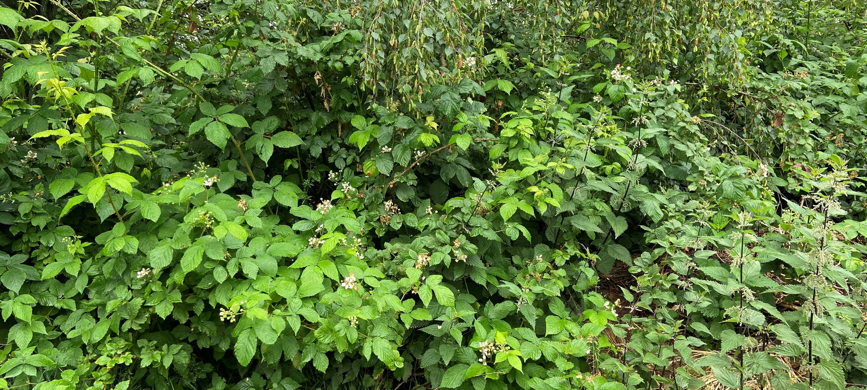 Ökologisches Gärtnern