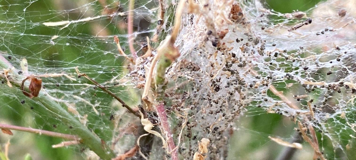 Ökologisches Gärtnern