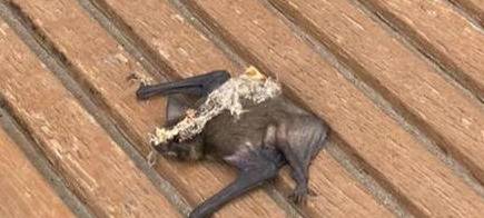 Artenschutz in Solingen ausgezeichnet