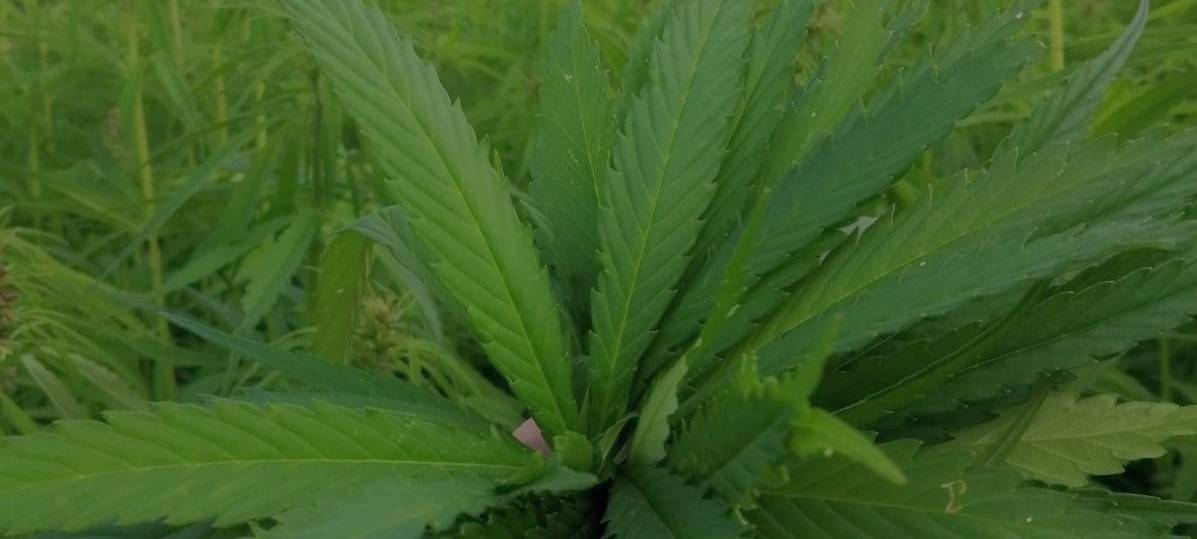 Hanffeld in Solingen