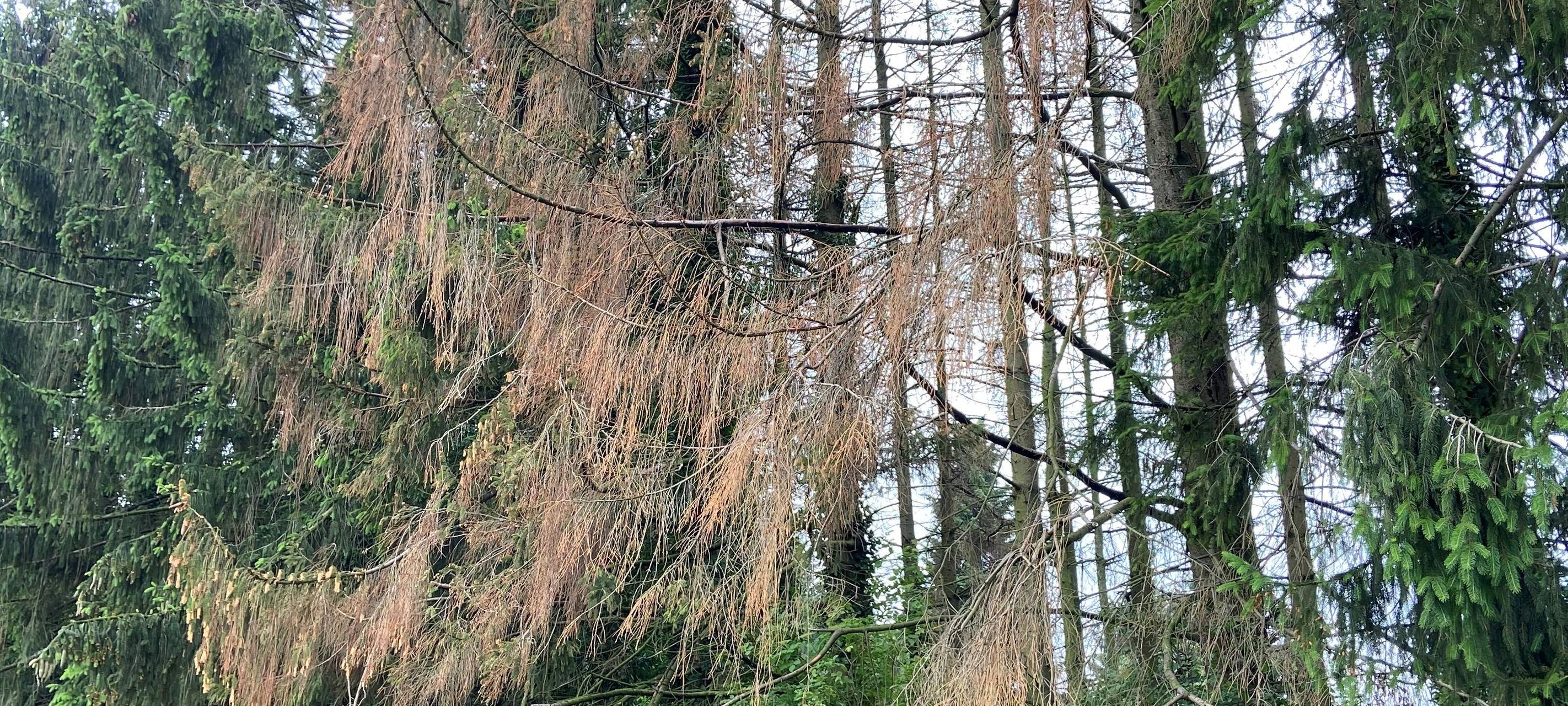 Die zerstörten Fichten