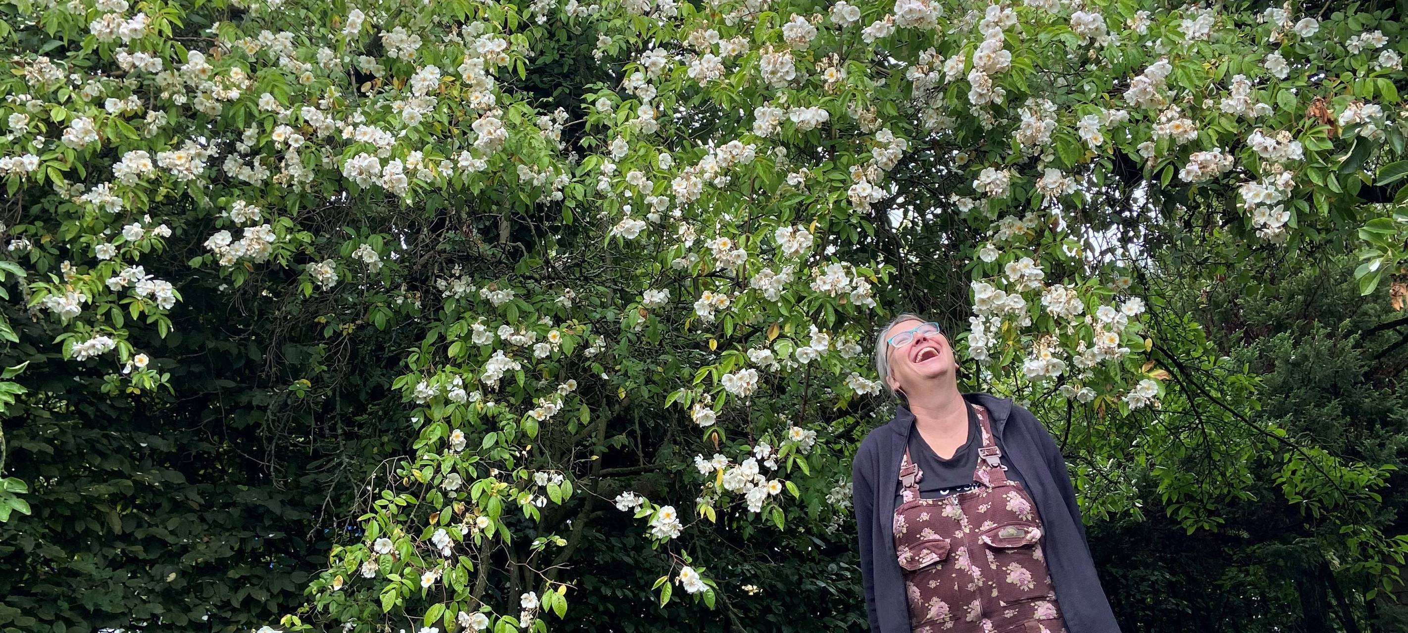 Die riesige Remblerrose