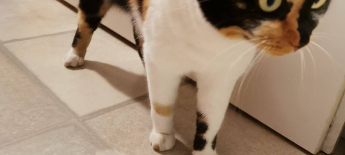 Katze in Solingen Mittelgönrath vermisst