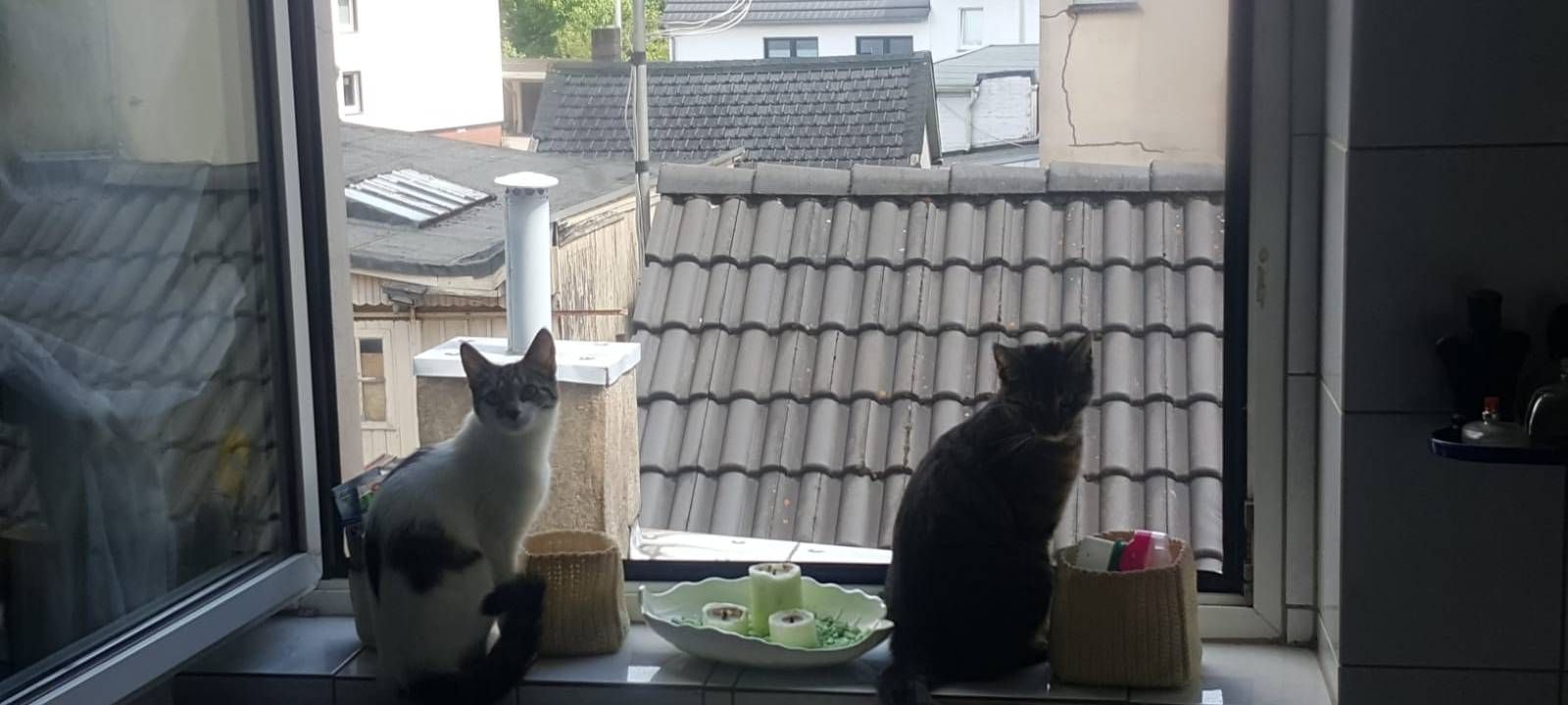 Zwei Hauskatzen in Solingen Wald vermisst