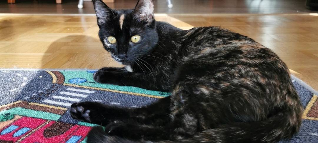 Schildpatt Katze in Remscheid vermisst