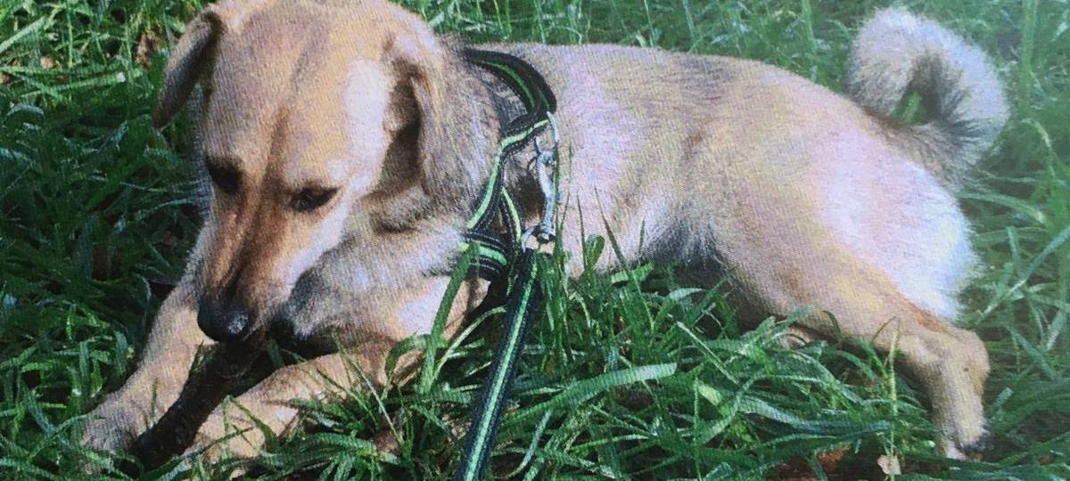 Hündin Elsa in Solingen gesucht