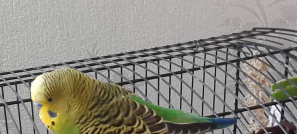 Wellensittich in Remscheid vermisst