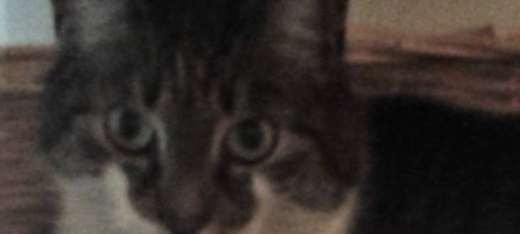 Kater Filou in Solingen Ohligs vermisst