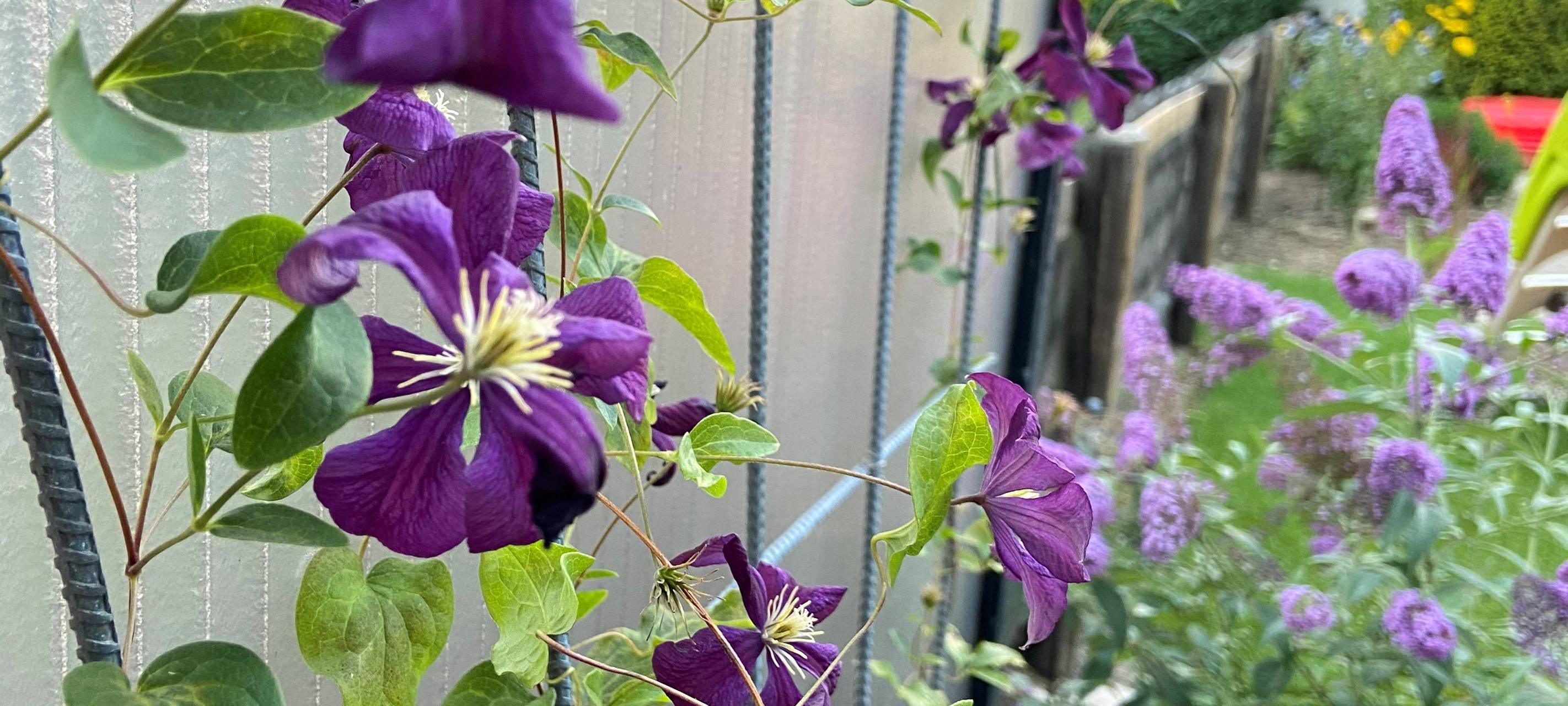 Die Clematis schwächelt