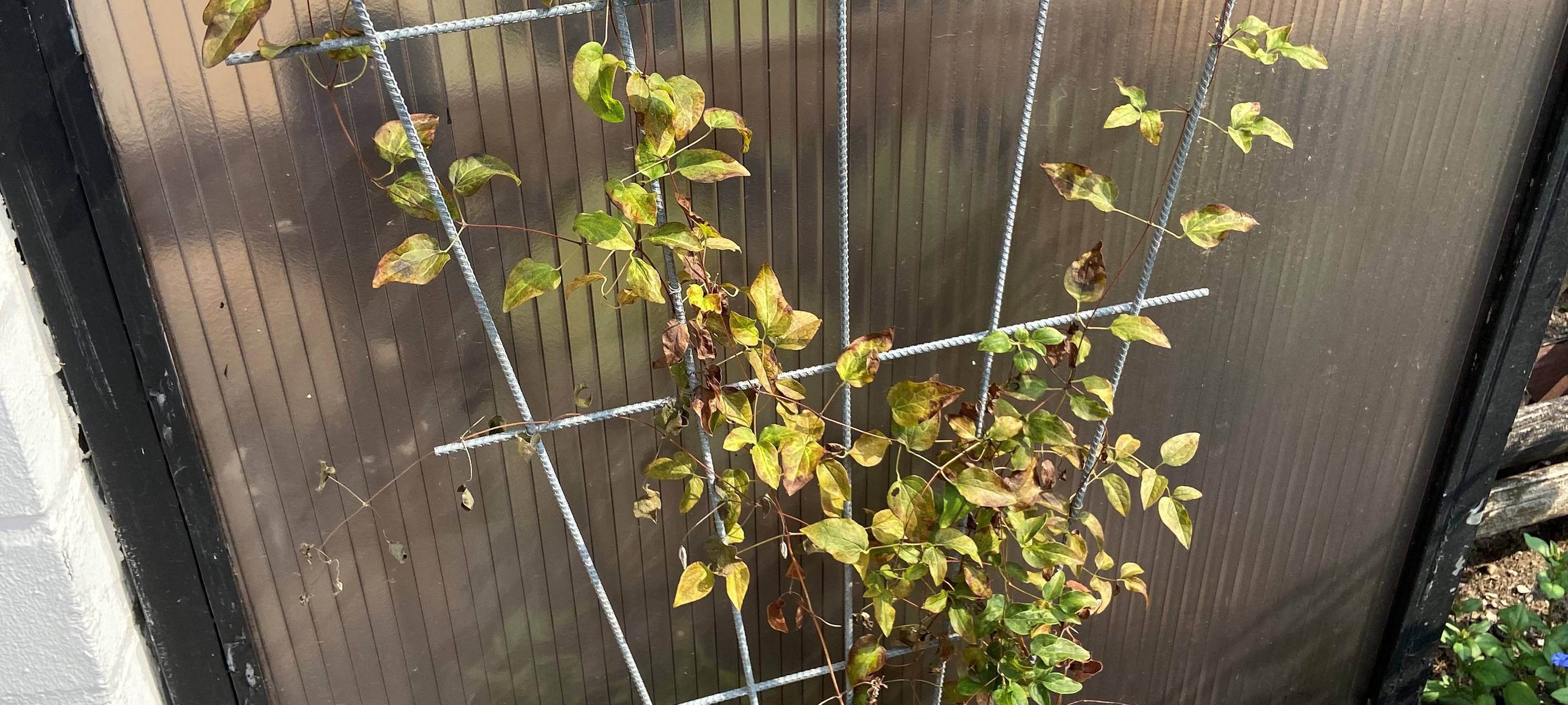 Die Clematis schwächelt