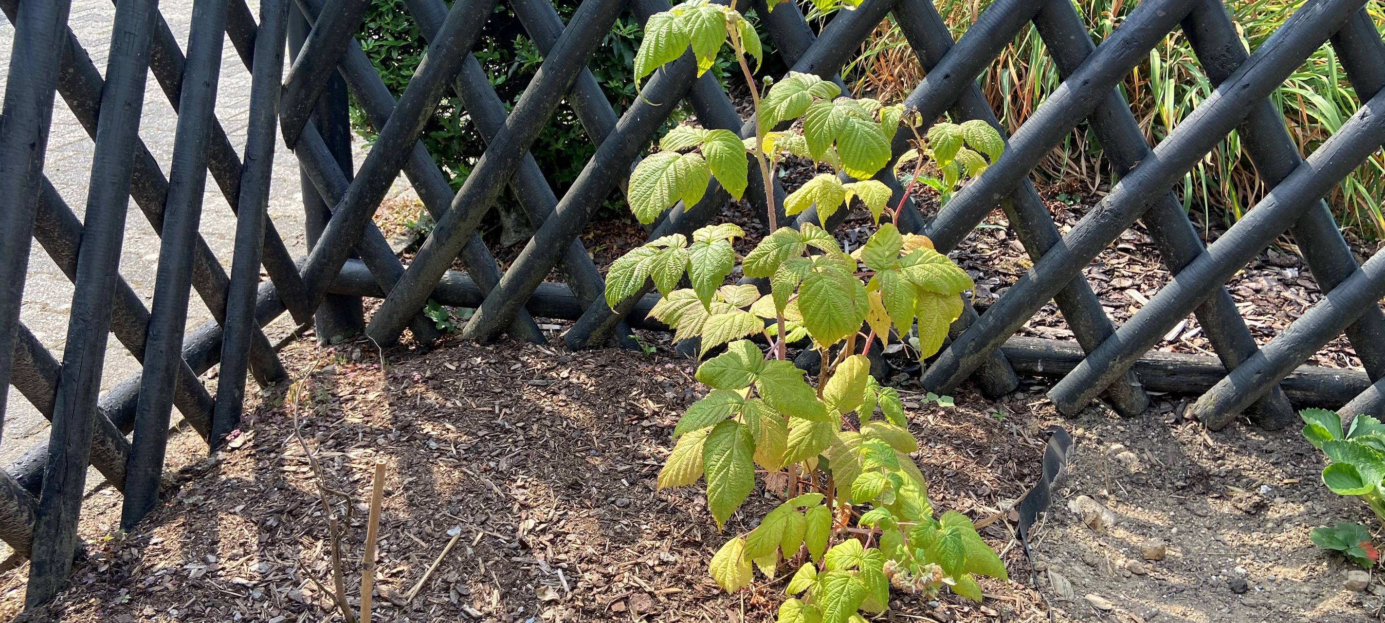 Was ist aus den neuen Himbeeren geworden?