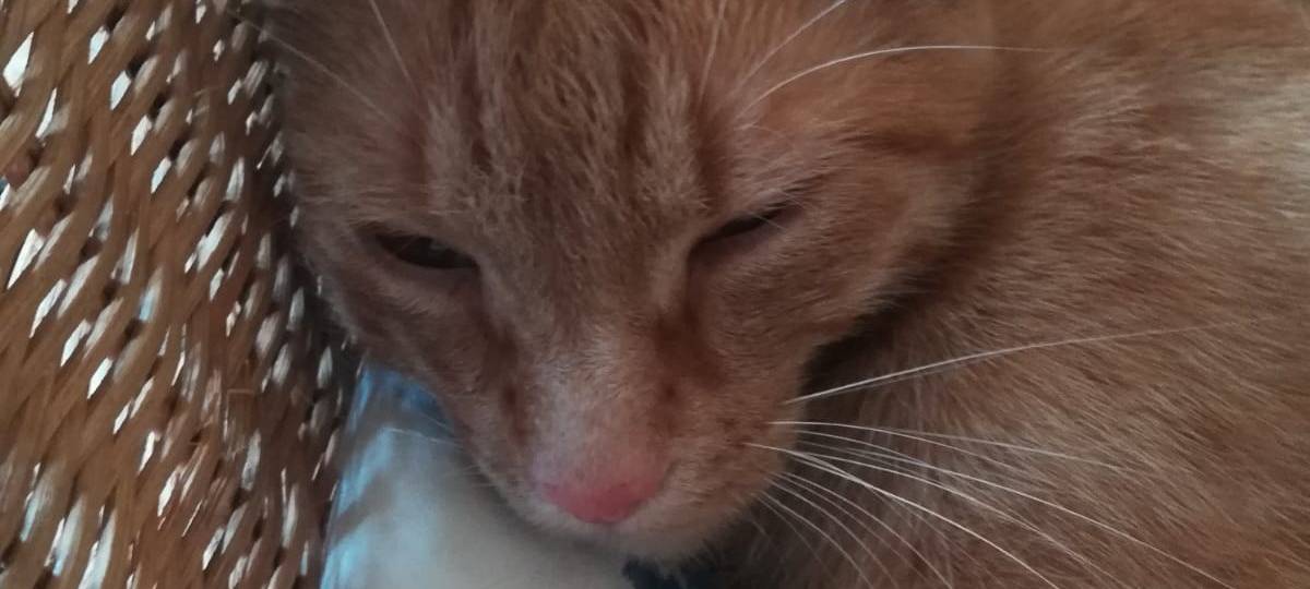 Roter Kater in Solingen vermisst