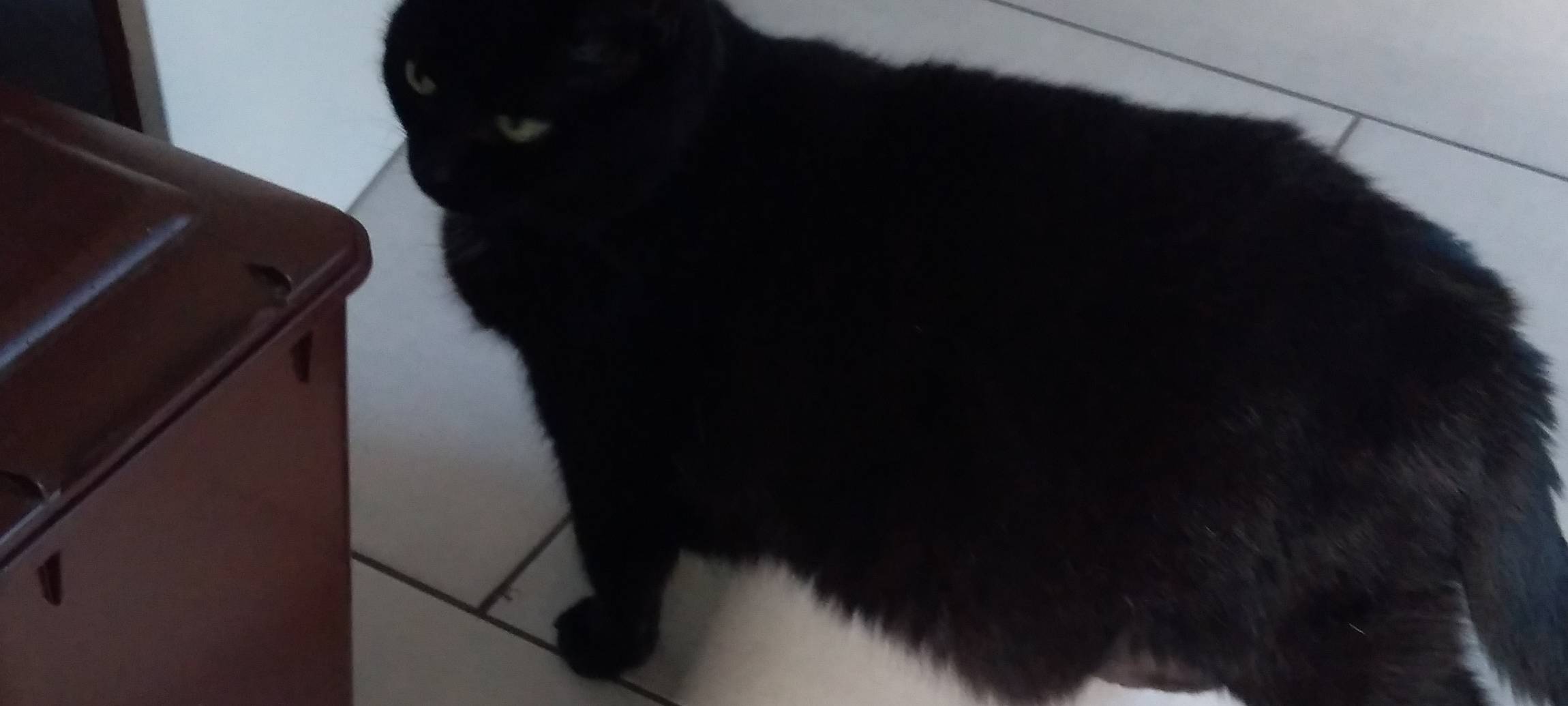 Katze Gina wird gesucht