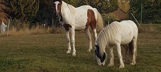 Pferde eingefangen - Besitzer gefunden